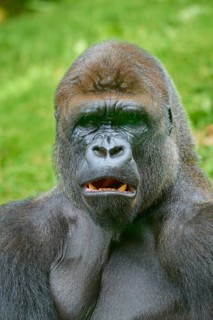 A gorilla with a surprised look on his face, surrounded by trees, Gorilla (Gorilla Gorilla),