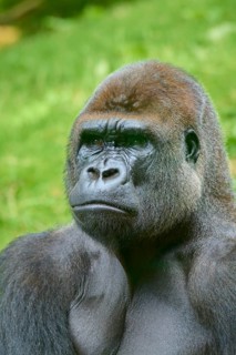 A gorilla in profile with a thoughtful expression against a green backdrop, Gorilla (Gorilla