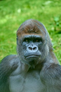 A magnificent gorilla with a self-confident expression in a natural environment, Gorilla (Gorilla