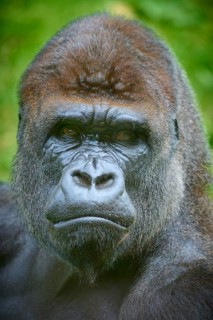 Close-up of a gorilla face with intense eyes and fascinating expression, Gorilla (Gorilla Gorilla),