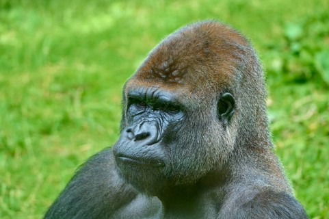 Side view of a pensive gorilla in a green environment, Gorilla (Gorilla Gorilla), captive,