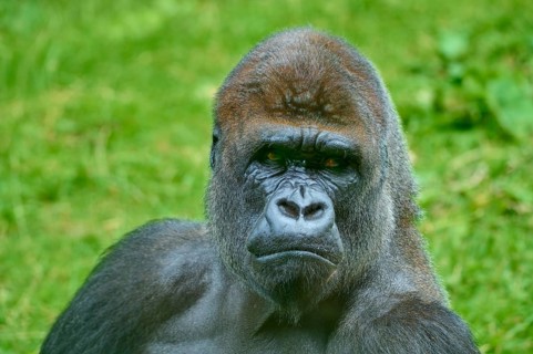 A gorilla with a thoughtful expression in the green wilderness, Gorilla (Gorilla Gorilla), captive,