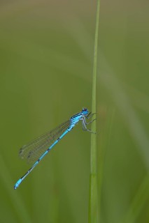 Horseshoe damselfly (Coenagrion puella) sitting on a blade of grass, Großes Venn, Hamminkeln, Lower