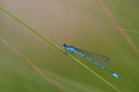 Horseshoe damselfly (Coenagrion puella) sitting on a blade of grass, Großes Venn, Hamminkeln, Lower
