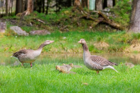 A couple of adult Greylag Goose (Anser anser) stands with their goslings on a green meadow.