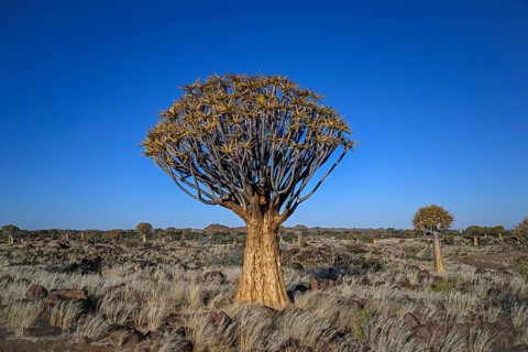 Quiver tree (Aloe dichotoma), quiver tree forest near Keetmanshoop, Karas Region, Namibia