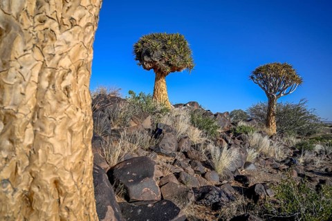 Quiver trees (Aloe dichotoma), quiver tree forest near Keetmanshoop, Karas Region, Namibia
