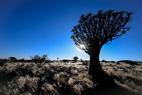 Quiver tree (Aloe dichotoma), blue hour, quiver tree forest near Keetmanshoop, Karas Region,