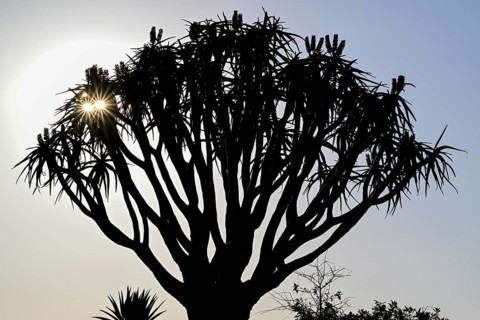 Quiver tree (Aloe dichotoma), blue hour, detail, quiver tree forest near Keetmanshoop, Karas