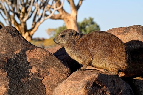 Klippschliefers (Procavia capensis), desert dormice or Klippdachs in the quiver tree forest near
