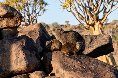 Klippschliefer (Procavia capensis), Desert hippopotamus or Klippdachse in the quiver tree forest