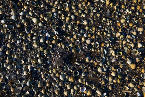 Close-up of numerous small shells on a pebble beach, Otroya or Otrøya Island, Møre og Romsdal,
