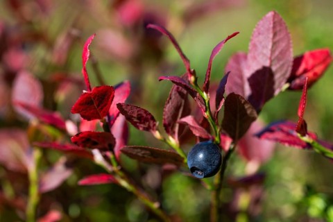 Close-up of ripe bilberry or blueberry (Vaccinium myrtillus) with autumnal red coloured leaves,