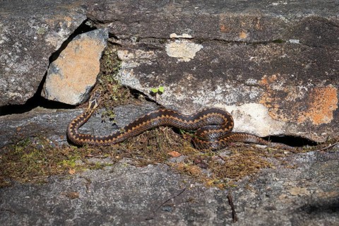 Large adder (Vipera berus) on rocks in the sun, Otroya or Otrøya island, Møre og Romsdal, Norway