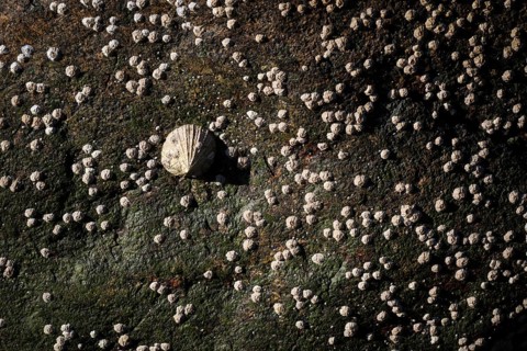 Limpet and barnacles (Patella vulgata, Semibalanus balanoides), rocks by the sea, Otroya or Otrøya