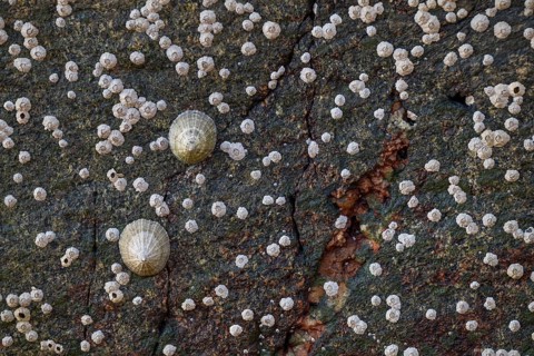 Limpets and barnacles (Patella vulgata, Semibalanus balanoides), rocks by the sea, Otroya or Otrøya