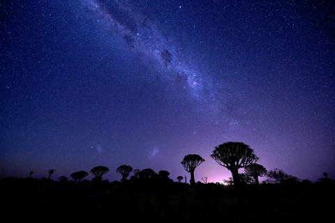 Quiver trees (Aloe dichotoma) under the starry sky, quiver tree forest near Keetmanshoop, Karas