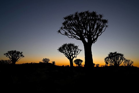 Quiver trees (Aloe dichotoma) in first daylight, quiver tree forest near Keetmanshoop, Karas