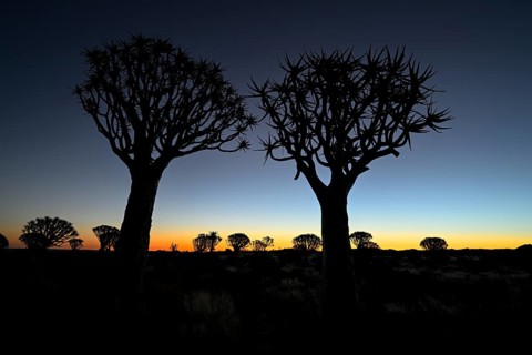 Quiver trees (Aloe dichotoma), blue hour, quiver tree forest near Keetmanshoop, Karas Region,