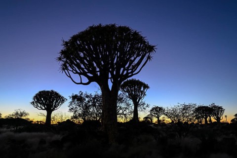Quiver trees (Aloe dichotoma) under the starry sky, quiver tree forest near Keetmanshoop, Karas