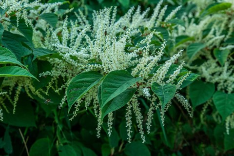 Flowering Japanese Knotweed (Fallopia Japonica), an invasive piece in a forest clearing in Ystad,