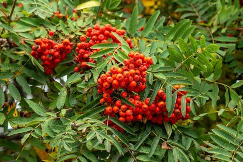European rowan (Sorbus aucuparia), berries in Ystad, Skåne county, Sweden, Scandinavia