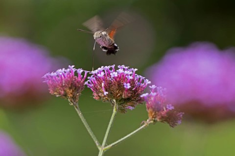 Butterfly, pigeon tail (Macroglossum stellatarum), also known as hummingbird butterfly or
