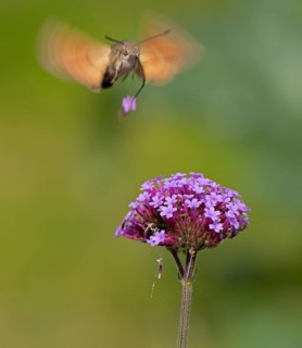 Butterfly, pigeon tail (Macroglossum stellatarum), also known as hummingbird butterfly or
