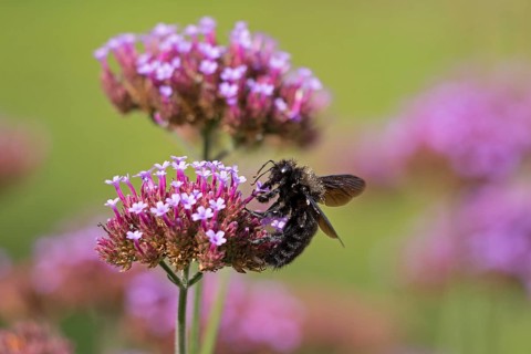 Wood bee (Xylocopa), Purpletop vervain (Verbena bonariensis), Burgstemmen, Nordstemmen, Lower