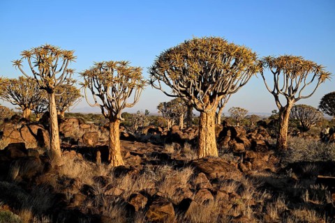 Quiver trees (Aloe dichotoma), quiver tree forest near Keetmanshoop, Karas Region, Namibia