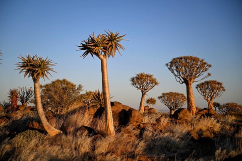 Quiver trees (Aloe dichotoma), quiver tree forest near Keetmanshoop, Karas Region, Namibia