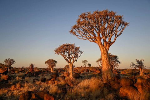 Quiver trees (Aloe dichotoma), quiver tree forest near Keetmanshoop, Karas Region, Namibia