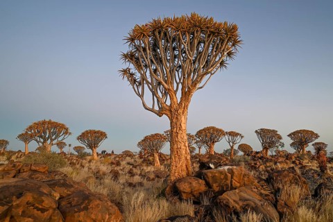Quiver trees (Aloe dichotoma), quiver tree forest near Keetmanshoop, Karas Region, Namibia