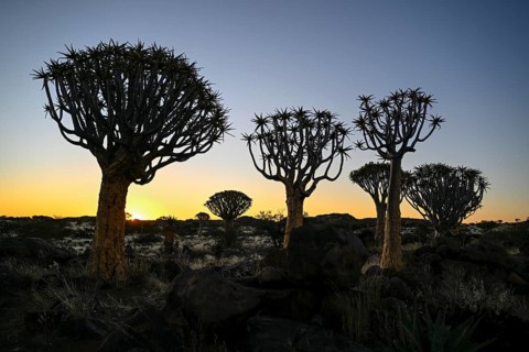 Quiver trees (Aloe dichotoma), blue hour, quiver tree forest near Keetmanshoop, Karas Region,