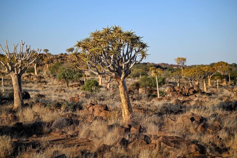 Quiver tree (Aloe dichotoma), quiver tree forest near Keetmanshoop, Karas Region, Namibia