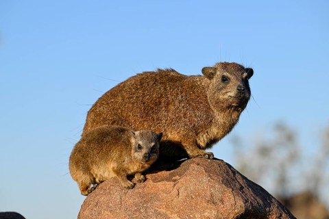 Klippschliefer (Procavia capensis), Desert hippopotamus or Klippdachse in the quiver tree forest