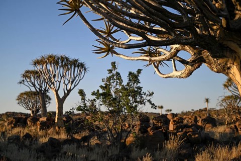 Quiver trees (Aloe dichotoma), quiver tree forest near Keetmanshoop, Karas Region, Namibia