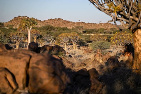 Quiver trees (Aloe dichotoma), quiver tree forest near Keetmanshoop, Karas Region, Namibia