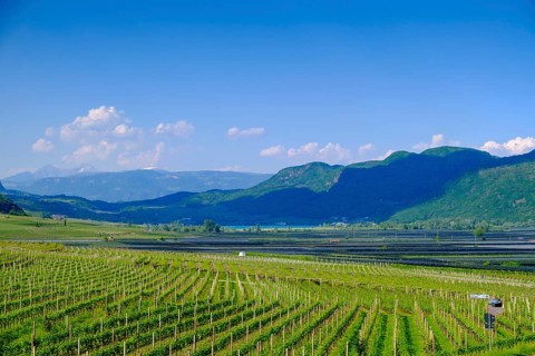 Vines with South Tyrolean Wine Route, Tramin, Wine Route, South Tyrol, Italy