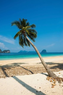 White sandy beach and coconut palms, Sunrise Beach, Koh Great white shark, Ko Ngai, Krabi Province,