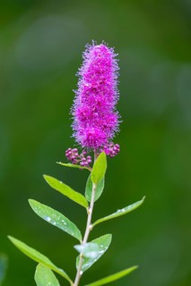 Willow-leaved spirea shrub (Spira salicifolia), rose family (Rosaceae), Moosbachtal, Dahn, Dahner