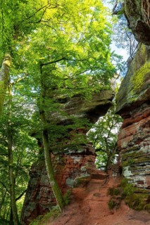 Old castle rock, sandstone rock, beech (Fagus), beech family (Fagaceae), Eppenbrunn, Pfläzerwald,