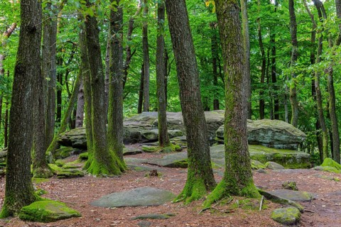 Boulders in the forest, red sandstone, pine (Pinus) Felsenmeer, Kalmit, Maikammer, Pfläzerwald,