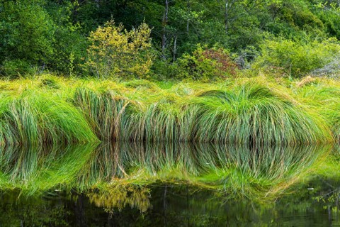 Stump sack sail (Carex paniculata), sour grasses (Poaceae), Moosbachtal, Dahn, Dahner Felsenland,
