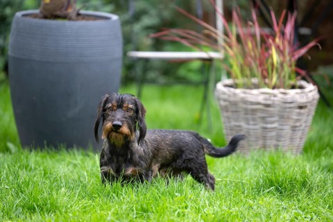 Rough-haired dachshund (Canis lupus familiaris) male, 4 years, attentive, in a meadow, in garden,