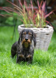Rough-haired dachshund (Canis lupus familiaris) male, 4 years, attentive, in a meadow, in garden,