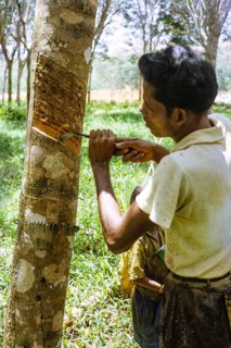Male rubber tapper stripping off dried latex from rubber tree, Johor Bahru, Malaysia, south east