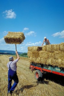 Hay harvest, farmers loading hay bales onto a wagon, Franconia, Bavaria, Germany