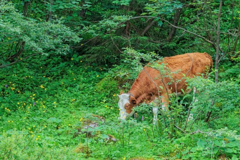 Holstein-Friesian cattle grazing on a mountain pasture in steep terrain. Eng Valley, Austria