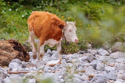 Holstein Friesian cattle crossing a creek on an alpine pasture. Eng valley, Austria